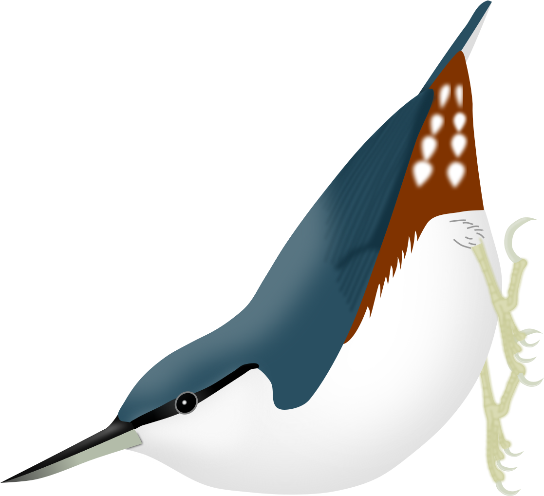 Sitta Arctica (1200x1261), Png Download