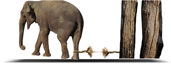 Top Elephant Rope - Ontologia Del Lenguaje Versus Biologia Del Amor (626x220), Png Download