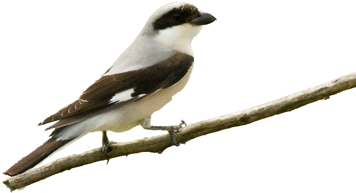 Su Píleo Y Dorso Presentan Color Gris Ceniza - Lesser Grey Shrike (700x407), Png Download