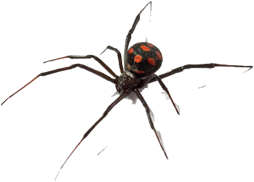 Las Hembras De La Araña Viuda Negra Atacan A Los Seres - Latrodectus Png (793x301), Png Download