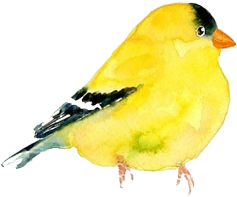 Goldfinch Clipart Watercolor (999x789), Png Download