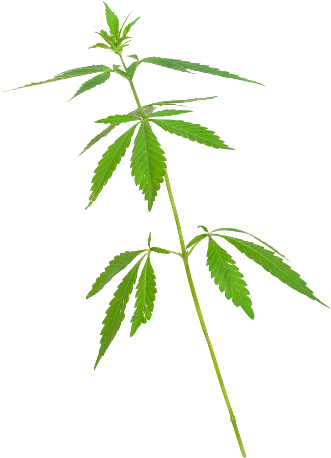 Marijuana Stem Png (719x1000), Png Download