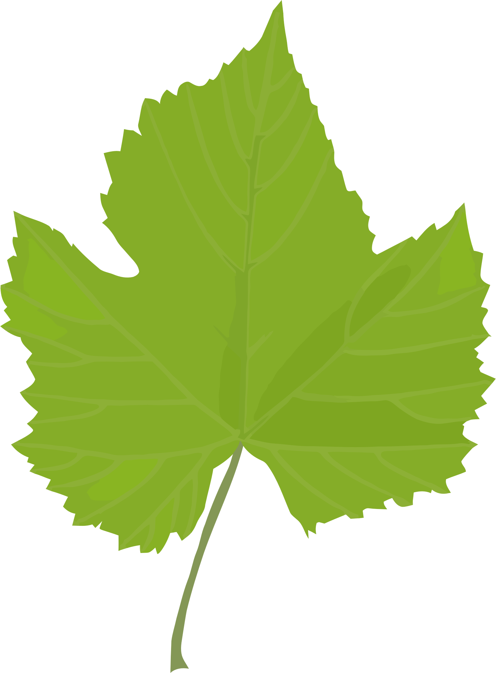 Leaf Common Grape Vine Grape Leaves Plant Stem Plants - Grape Leaf Clip Art Png (552x750), Png Download