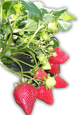 Pick Your Own Strawberries, Cherries, Apples, Peaches - Strawberry (480x480), Png Download