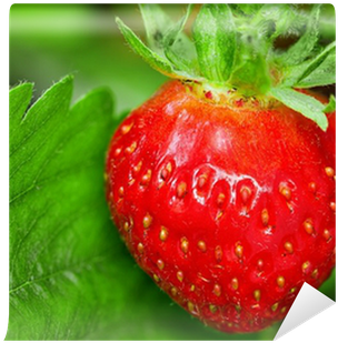 Strawberry Plant, One Berry, Outdoor Shot Wall Mural - Painting (400x400), Png Download