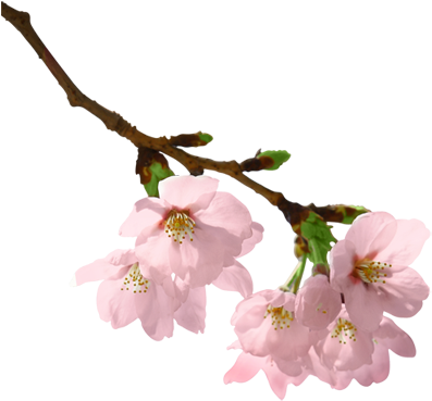 Flowers Branch Png (400x380), Png Download
