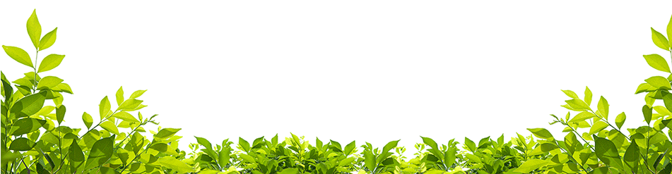 Blooms All Through The Chinese New Year - Green Leaf Border Png (950x255), Png Download