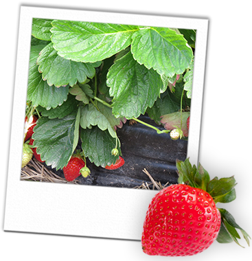 This Was Essentially The Birth Of Our Business And - Strawberry (367x380), Png Download