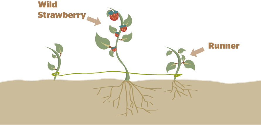 Strawberry Asexual Reproduction Diagram (890x426), Png Download