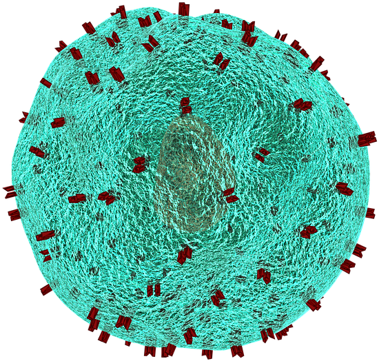 New Role For Old Immune Cell May Lead To Novel Therapies - Immunology Png (720x720), Png Download