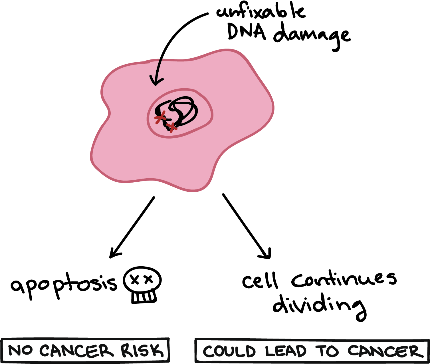 Download Khan Academy Apoptosis Full Size PNG Image PNGkit