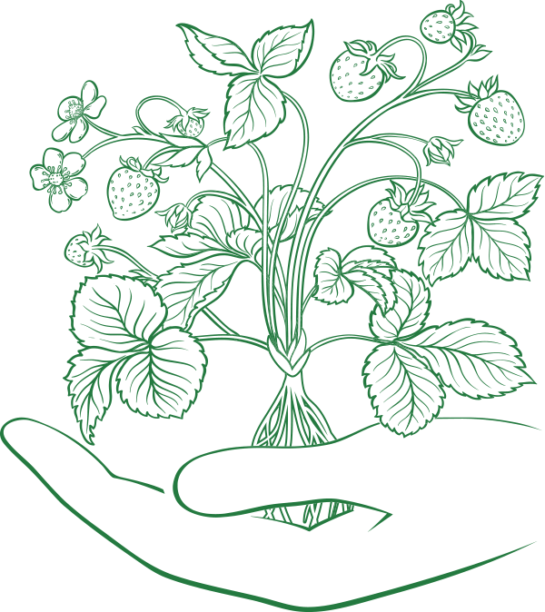 Our Story - Illustration (600x674), Png Download