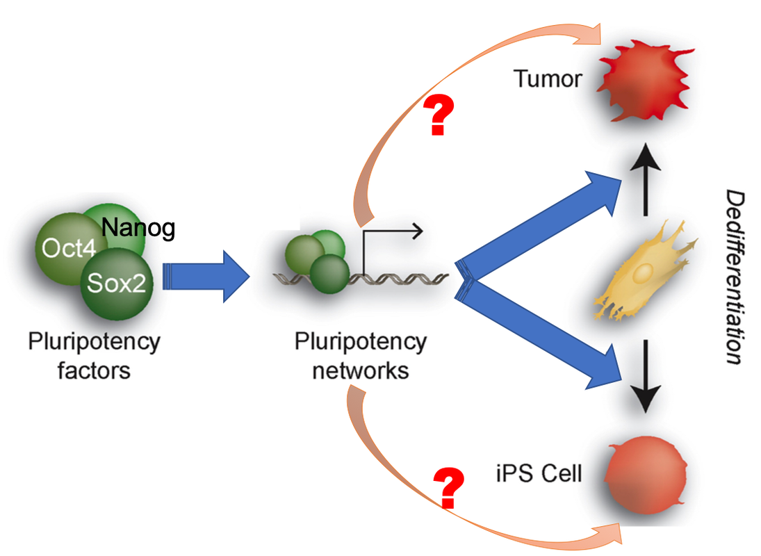 Transcription Factors Oct4, Sox2 And Nanog, And Signaling - Whats Up Dude (1095x800), Png Download