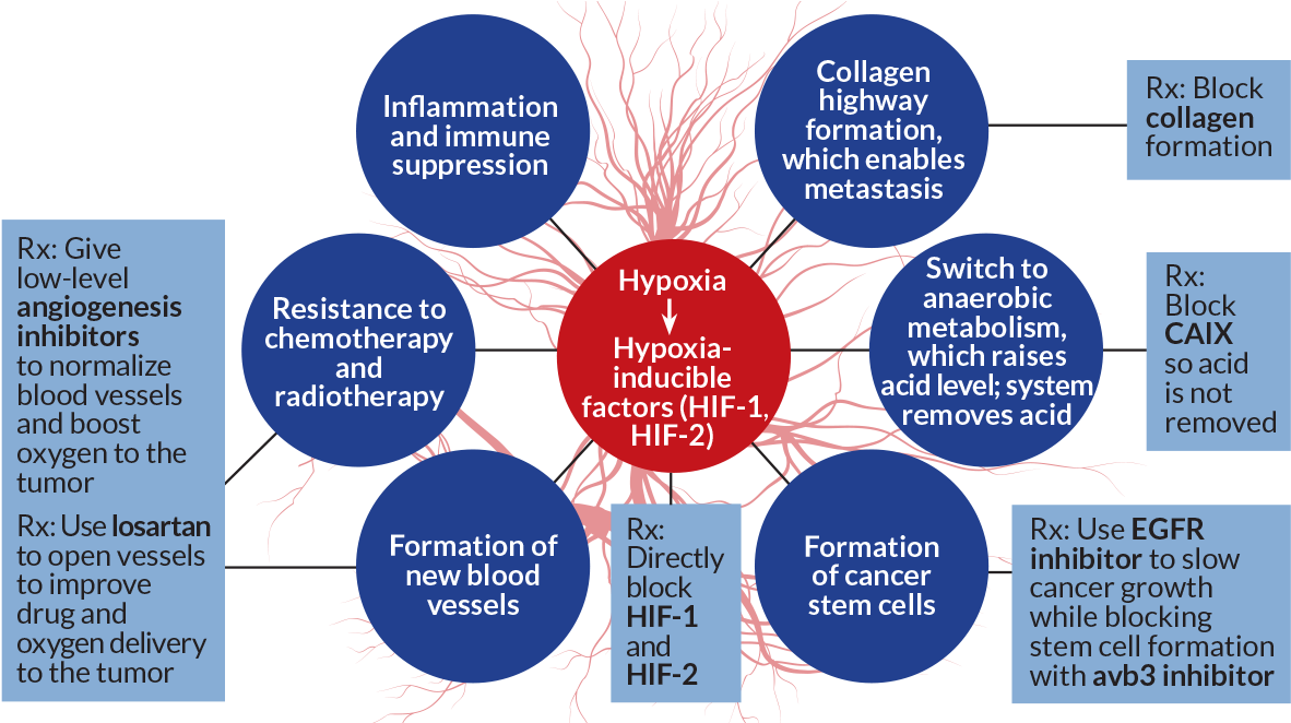 Source - R - K - Jain/cancer Cell 2014 - R - K - Jain, - Tumor Hypoxia (1200x661), Png Download