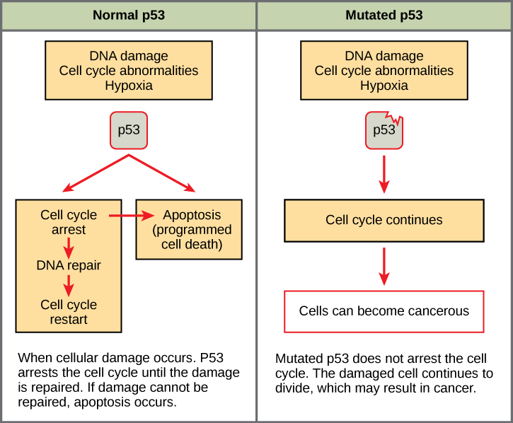 This Illustration Shows Cell Cycle Regulation By Normal - Normal P53 Mutated P53 (725x598), Png Download