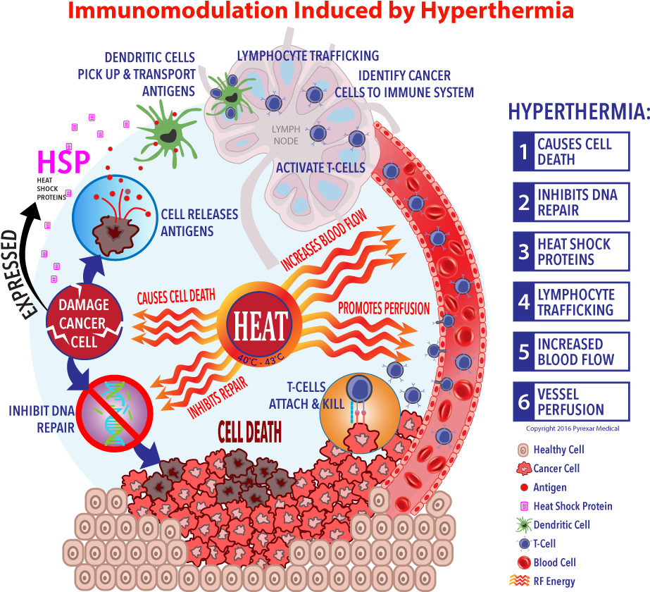 Immunotherapy Cell Cycle Rework Final - Hyperthermia Heat Shock Proteins (1014x873), Png Download