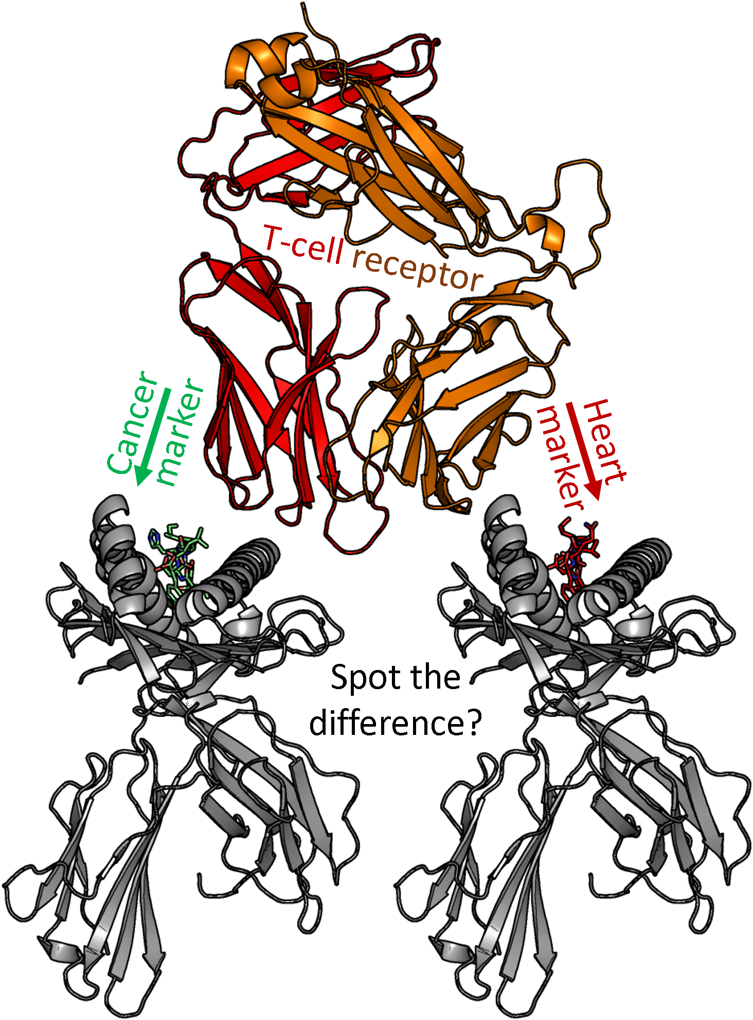 A Modified T-cell Receptor Attempting To Spot The Difference - Illustration (1977x2076), Png Download