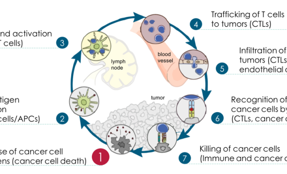 Cancer Immunity Cycle - Ciclo Inmune Frente Al Cancer (580x352), Png Download