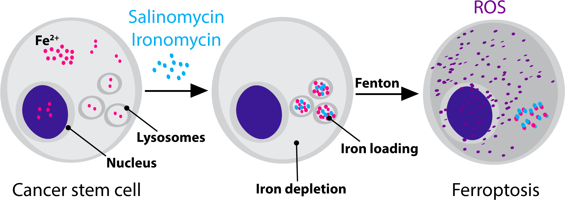 Salinomycin Targets Mesenchymal Cancer Cells By Sequestering - Salinomycin (1977x713), Png Download