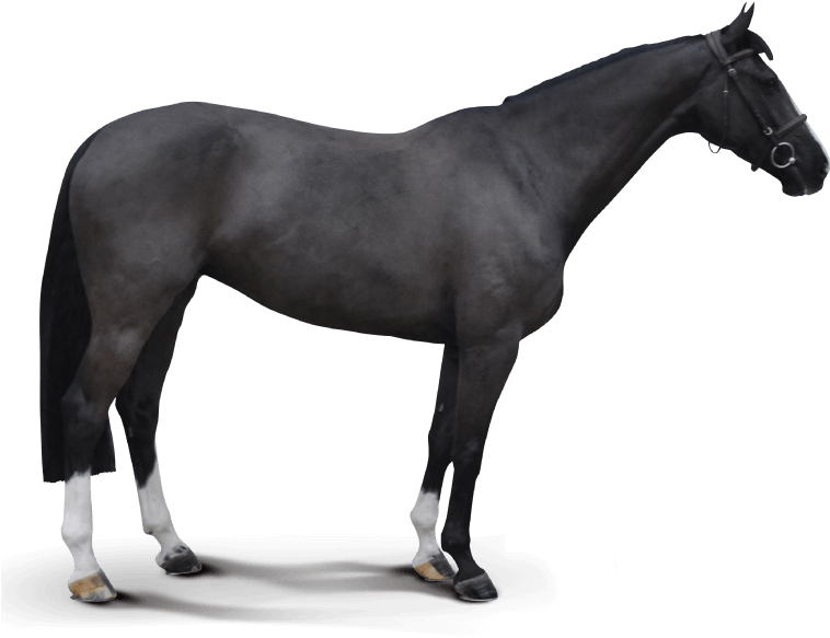 Balestha - French Trotter Horse Black (770x685), Png Download