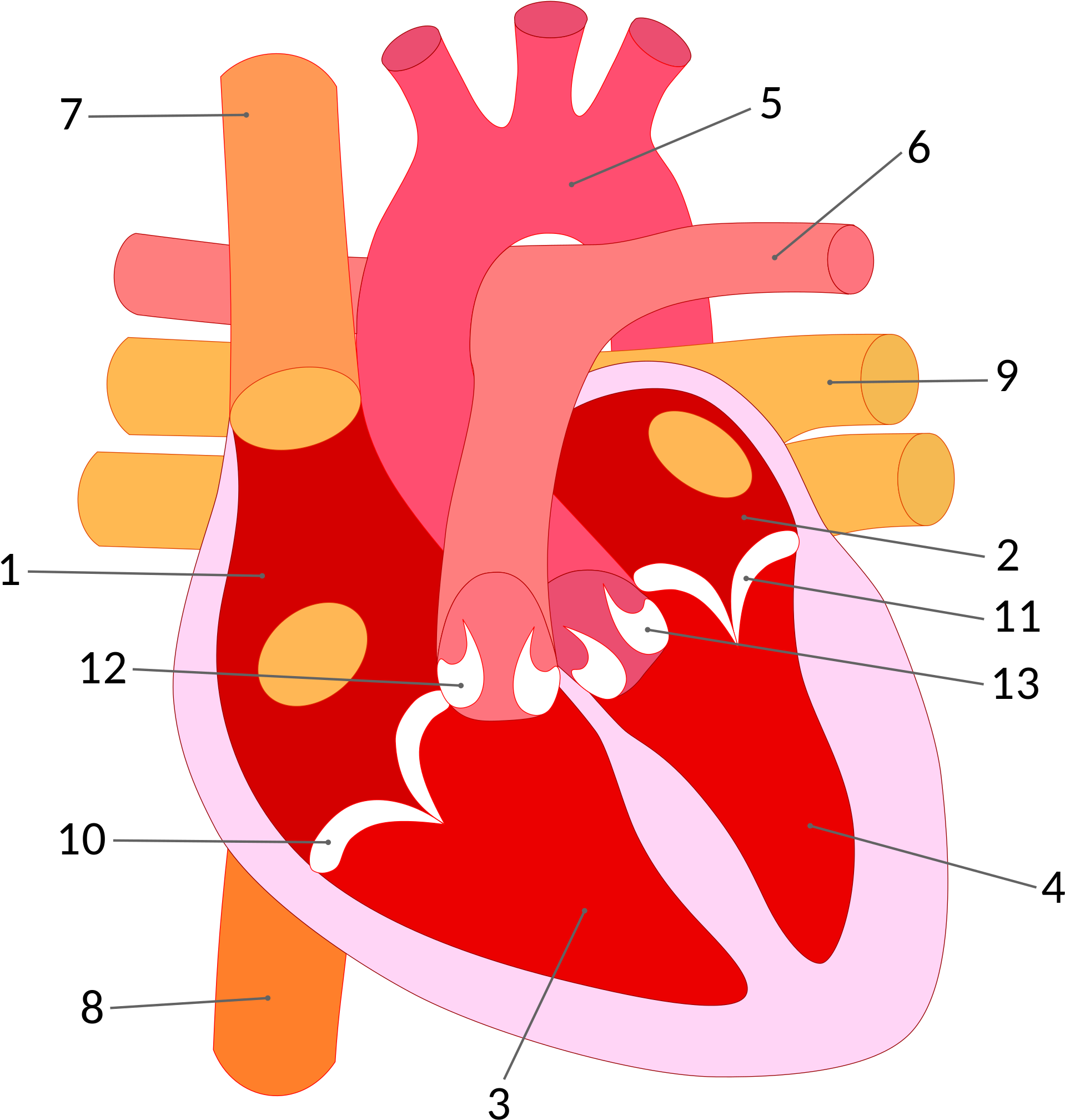 Open - Esquema Corazon Humano Png (2000x2100), Png Download
