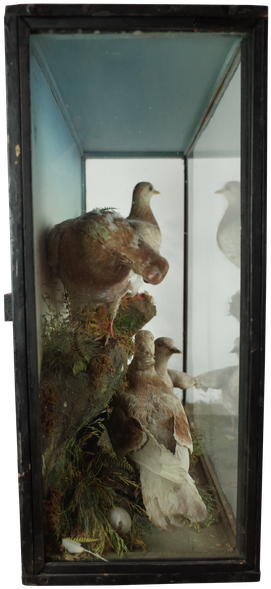 Four Taxidermy Doves In Glass Case - Pigeons And Doves (300x613), Png Download