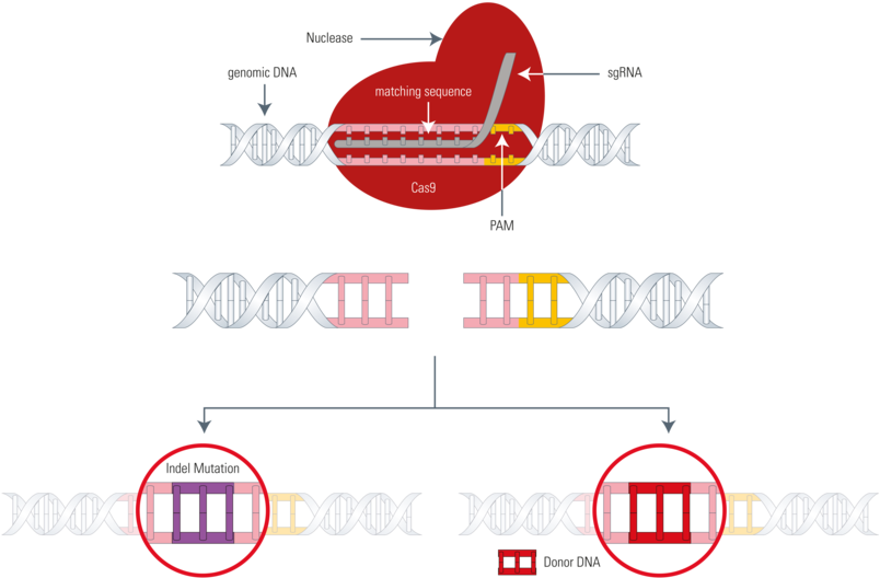 Mutant Clipart Genetic Accident - Cas9 (900x545), Png Download