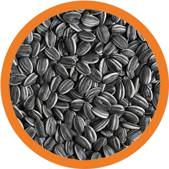 Sunflower Seeds With Frame Eli 2017 03 02t18 - Ai Weiwei Sunflower Seeds (415x415), Png Download