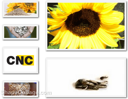 Related - Sunflower Seeds (562x451), Png Download