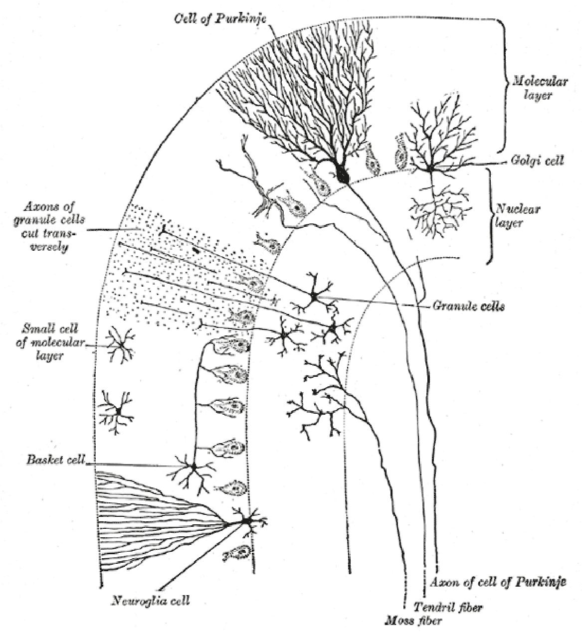 Histological Structure Of Cerebellum (1771x1267), Png Download