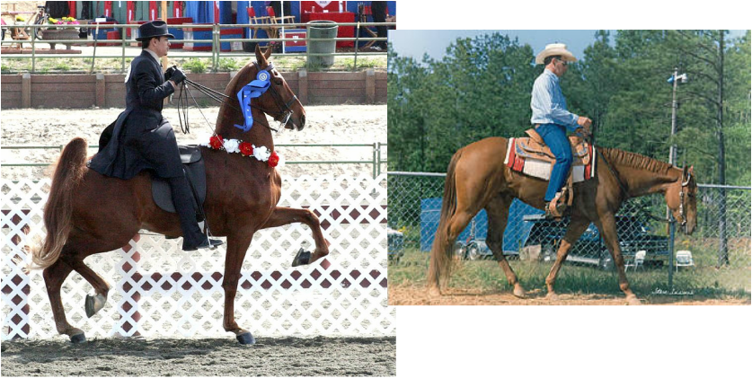 What This Position Does, Is Makes The Horse "hollow" - National Show Horse (837x421), Png Download