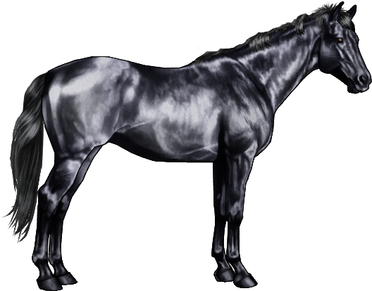 These Markings Include "grey Goggles" Light Grey Hair - Black And Grey Horse (600x500), Png Download