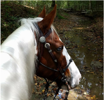 Uncategorized - Horse (550x324), Png Download
