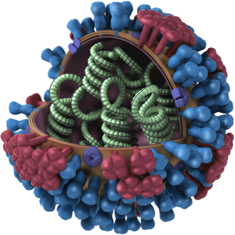 A Model Of The Flu Virus Shows An Outer Shell Of Proteins - H3n2 Flu (370x370), Png Download