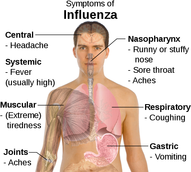 Flu Symptoms - Symptoms Of Influenza (685x599), Png Download