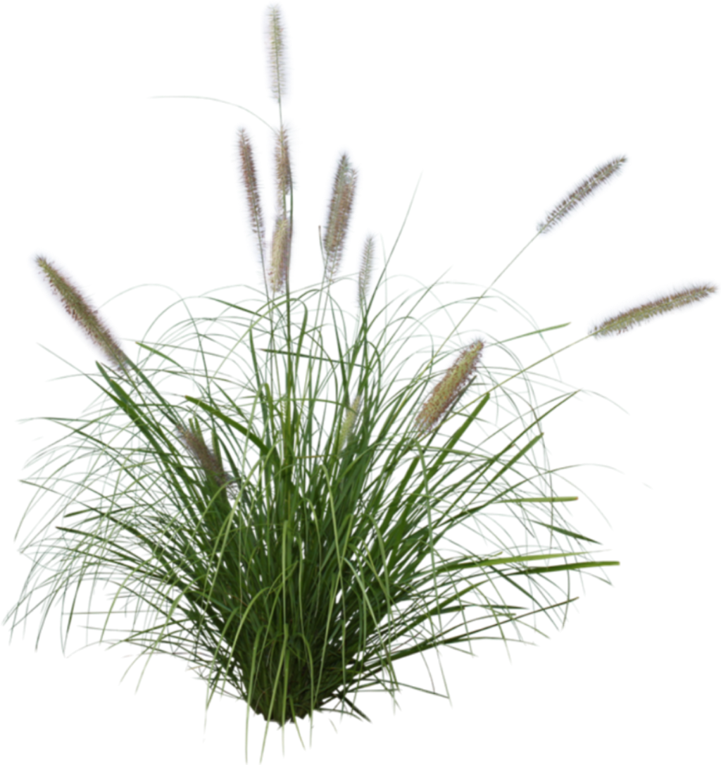 Art Seaoats Grass Beachgrass Stickers - Purple Fountain Grass Png (1024x1086), Png Download
