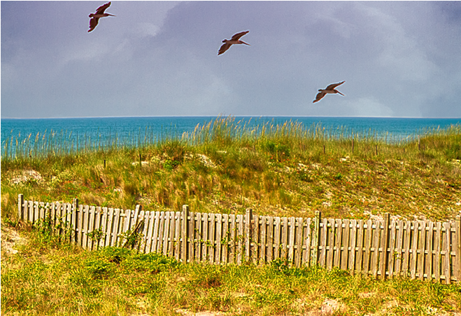 An Old Sand Fence And Dune Grass Mark The Beach Boundary - Picket Fence (860x450), Png Download