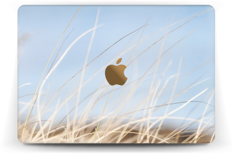 Beach Grass - Ipad 2 (800x563), Png Download