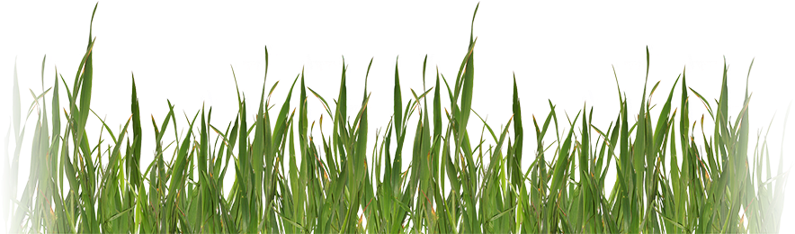 Fun Bunny In Grass Round Ornament (900x275), Png Download