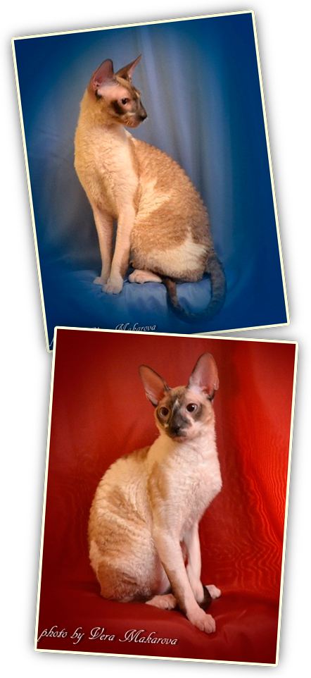 Cat (442x962), Png Download