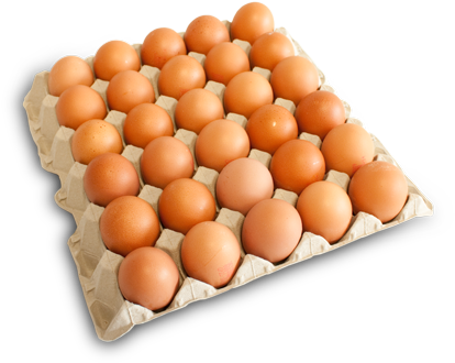 Bandeja 30 Huevos Canelos Frescos - Carton De Huevos Png (459x349), Png Download