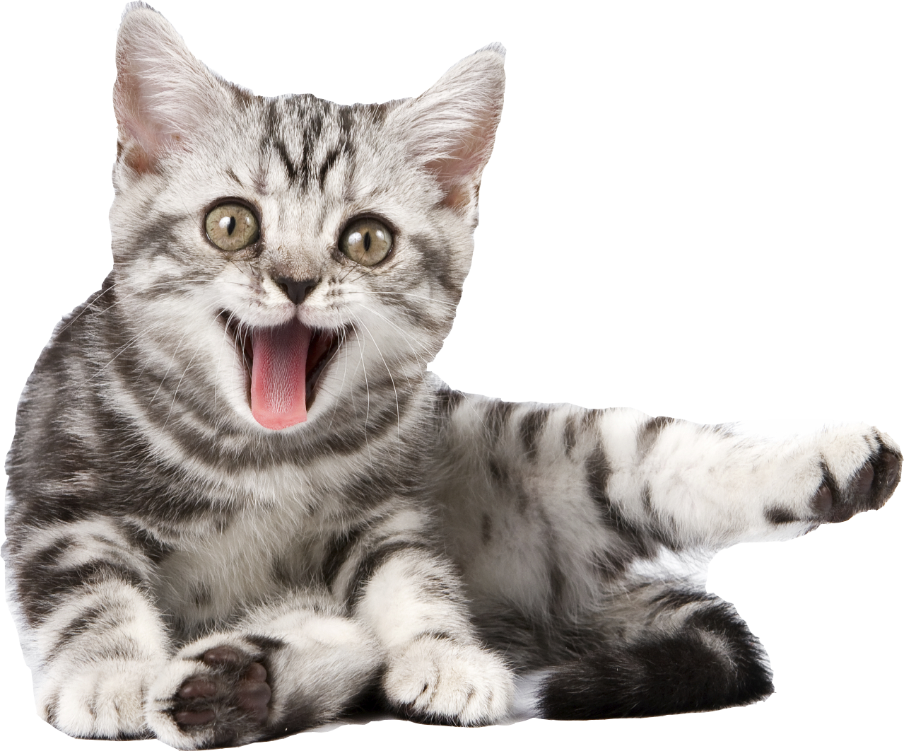 Png Transparent Dog - Cat Calendar 2018: 16 Month Calendar (1279x1062), Png Download