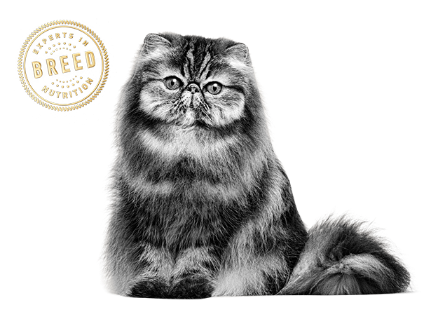 Persian - Julekule Katt Porsgrund Porselen (663x489), Png Download