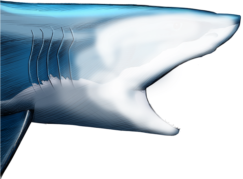 Unlike Most Animals, A Shark's Upper Jaw Is Not Firmly - Shark (1103x825), Png Download