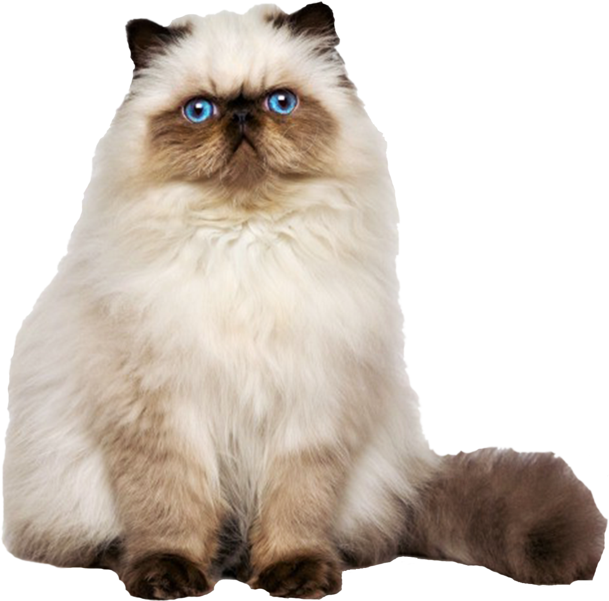 Persian - Persian Cat (1256x1239), Png Download