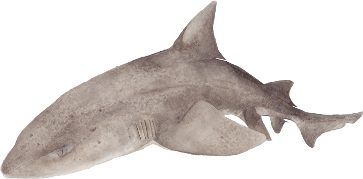 Spotted Gully Shark Eyes (717x354), Png Download