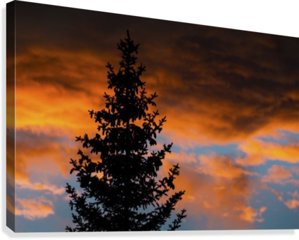 Silhouette Of Evergreen Trees Against Dramatic Colourful (429x344), Png Download