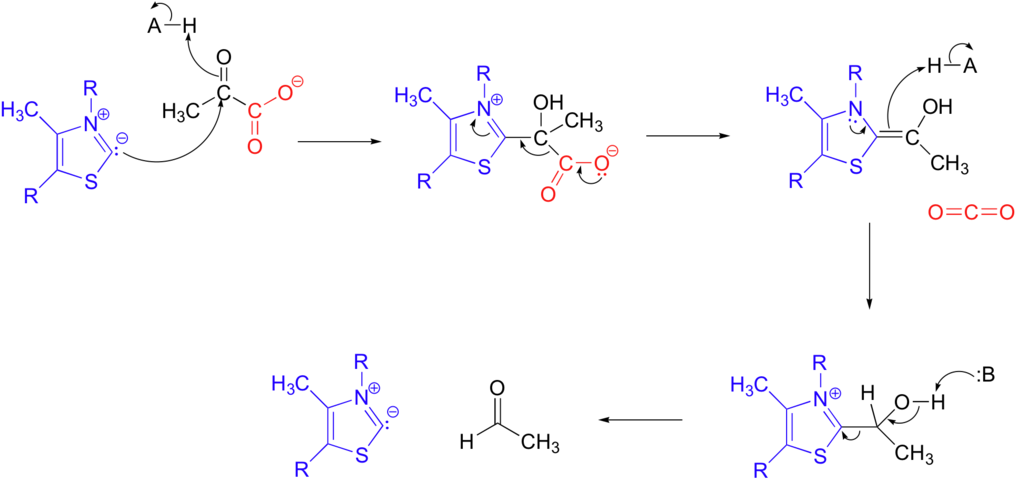 Pyruvate Dc - Wikimedia Commons (1024x486), Png Download