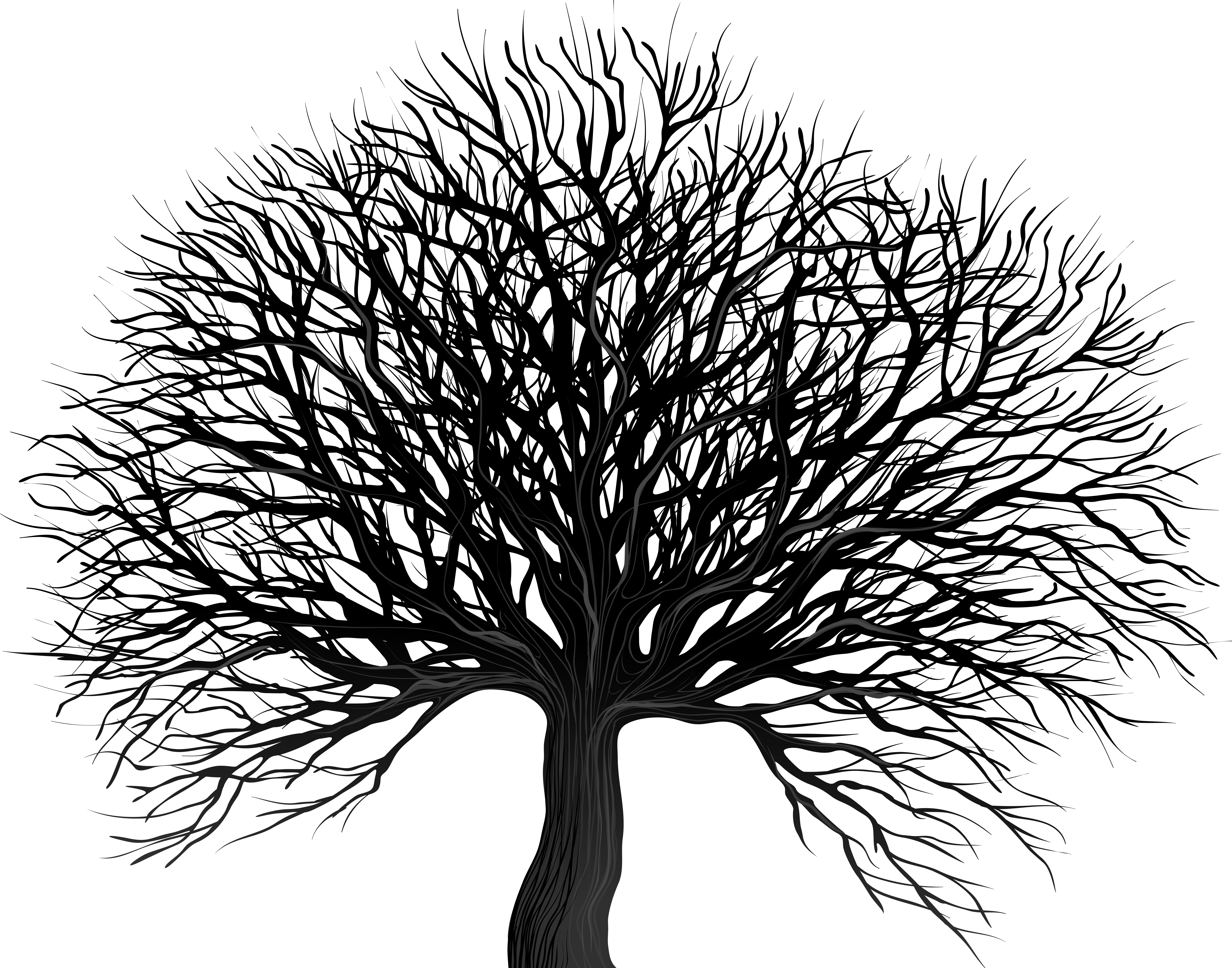 Tree Rings Png (8000x6320), Png Download