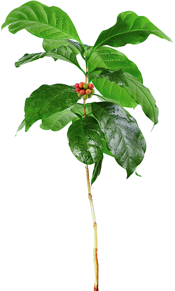 In Our Shop, You May See The Following Acronyms - Young Plant With Roots (366x608), Png Download